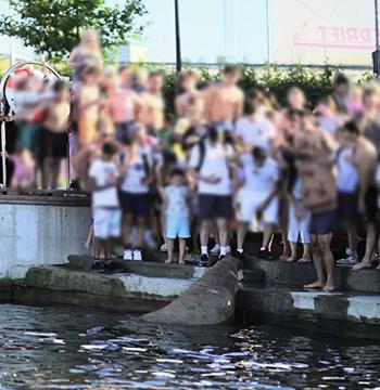 Quyết định an tử hải mã nổi tiếng Freya gây tranh cãi