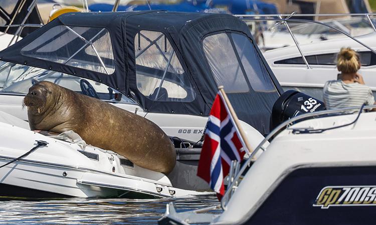 Quyết định an tử hải mã nổi tiếng Freya gây tranh cãi